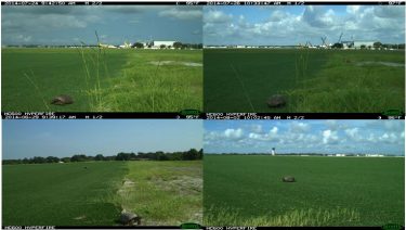 GopherTortoises-OrlandoSanford-Research-TC-15-61-26