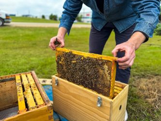 edmonton international airport bees