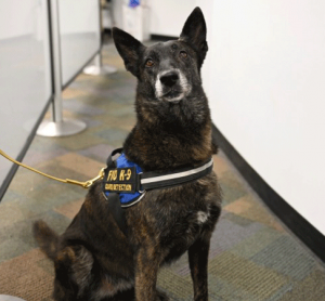 Miami Airport is first U.S. airport to pilot COVID-19 detector dogs