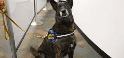 Miami Airport is first U.S. airport to pilot COVID-19 detector dogs