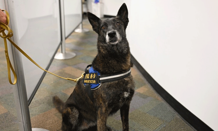 Miami Airport is first U.S. airport to pilot COVID-19 detector dogs