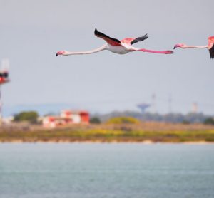 Airport Wildlife Management: Mitigating wildlife hazards