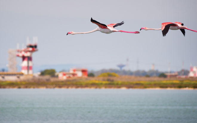 Airport Wildlife Management: Mitigating wildlife hazards