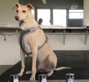 Helsinki Airport introduces COVID-19 dogs to identify infected passengers