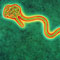 Ebola virus