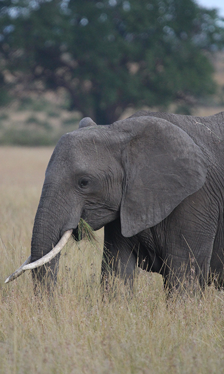 Elephant TRAFFIC