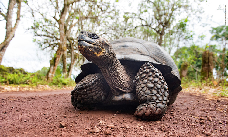 Galapagos Giant Tortoise WWF