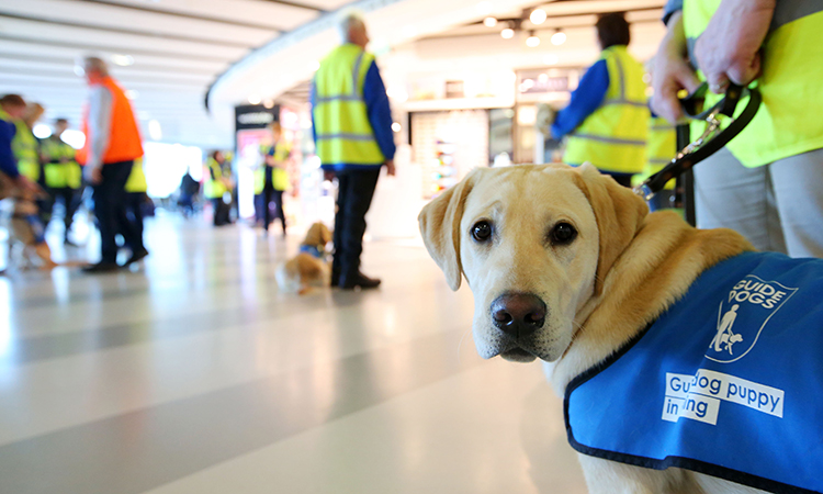 Guide Dogs NI Belfast City Airport