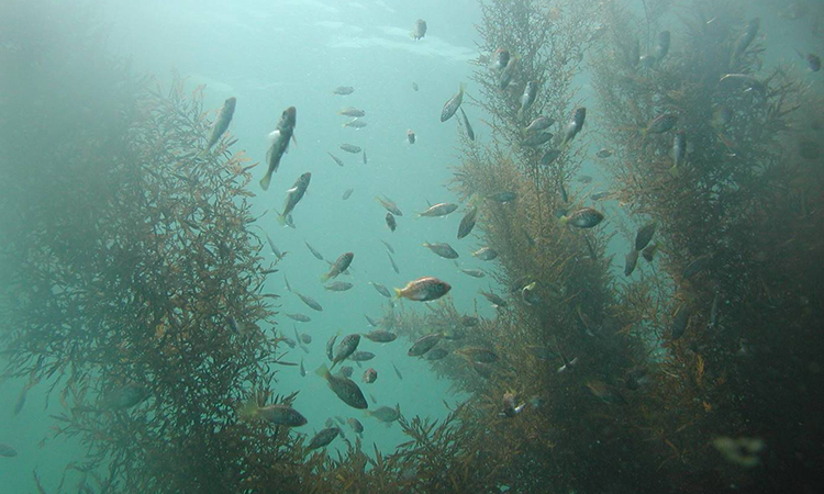 Seaweed beds