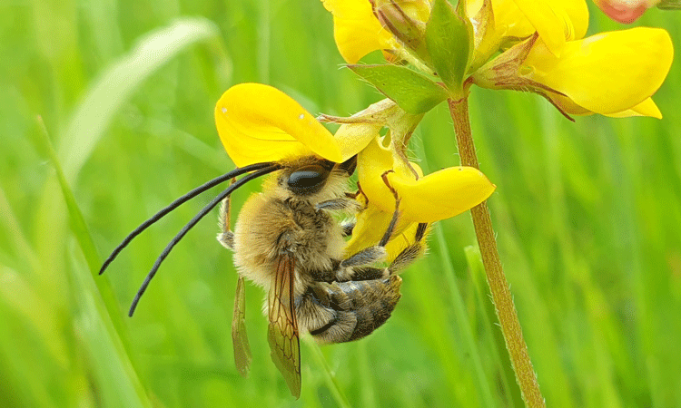 International Airport Review caught up with London Gatwick’s Biodiversity Advisor, Rachel Bicker, to learn about the work of the airport’s Biodiversity Action Plan and how it aims to protect and encourage biodiversity on 75 hectares of its land. 