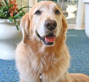 Therapy dog programme reinstated by Orlando International Airport