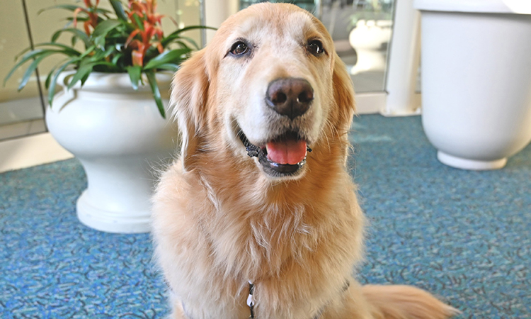 Therapy dog programme reinstated by Orlando International Airport