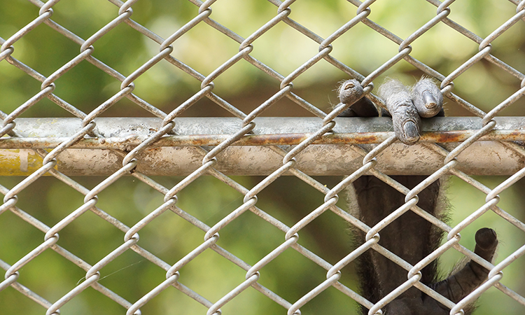 How the air transport industry was transformed to combat wildlife trafficking