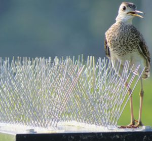 Bird avoids anti bird spikes