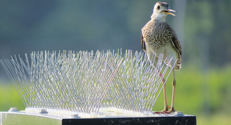 Bird avoids anti bird spikes