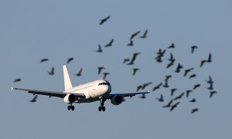 Drones could help scare wildlife away from aircraft