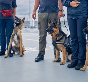 Qatar sniffer dogs hong kong