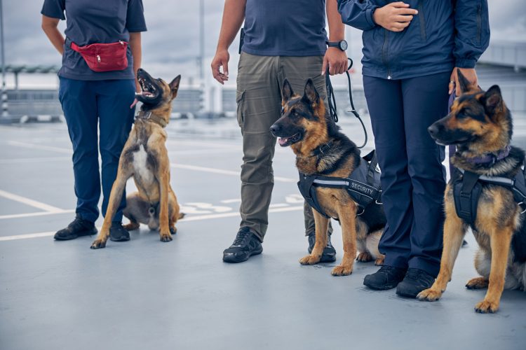 Qatar sniffer dogs hong kong