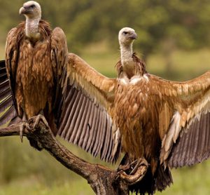 vultures-india-birdstrikes