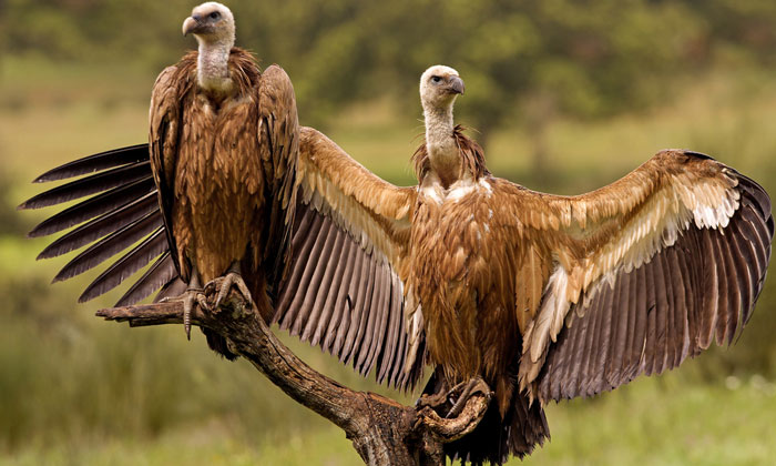 vultures-india-birdstrikes